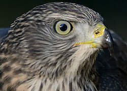 Eurasian Goshawk