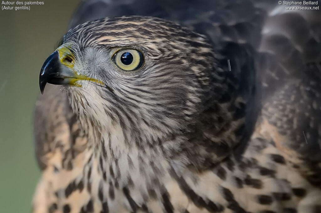 Northern Goshawkjuvenile