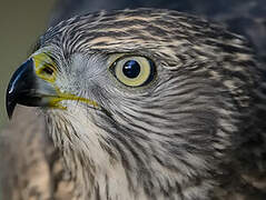 Eurasian Goshawk