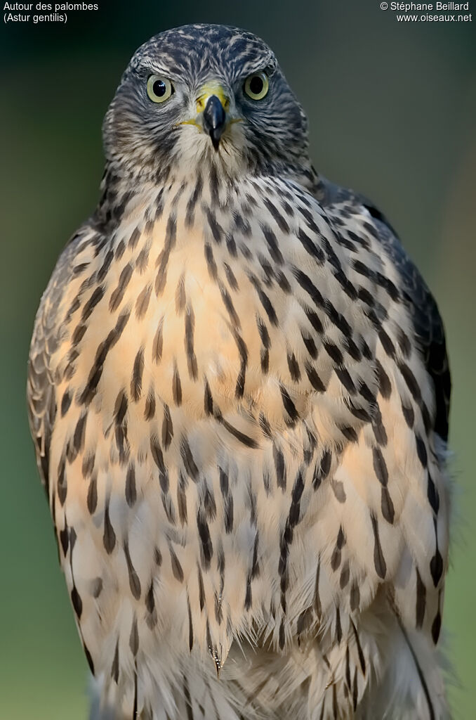 Northern Goshawkjuvenile