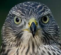 Eurasian Goshawk