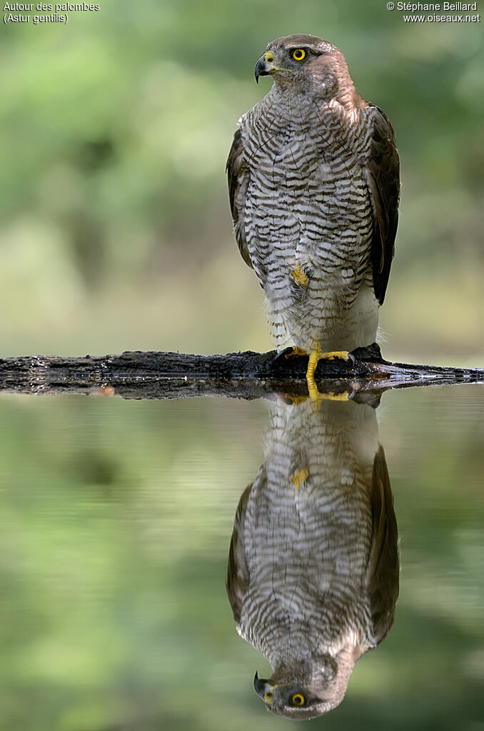 Eurasian Goshawk female adult