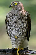 Eurasian Goshawk