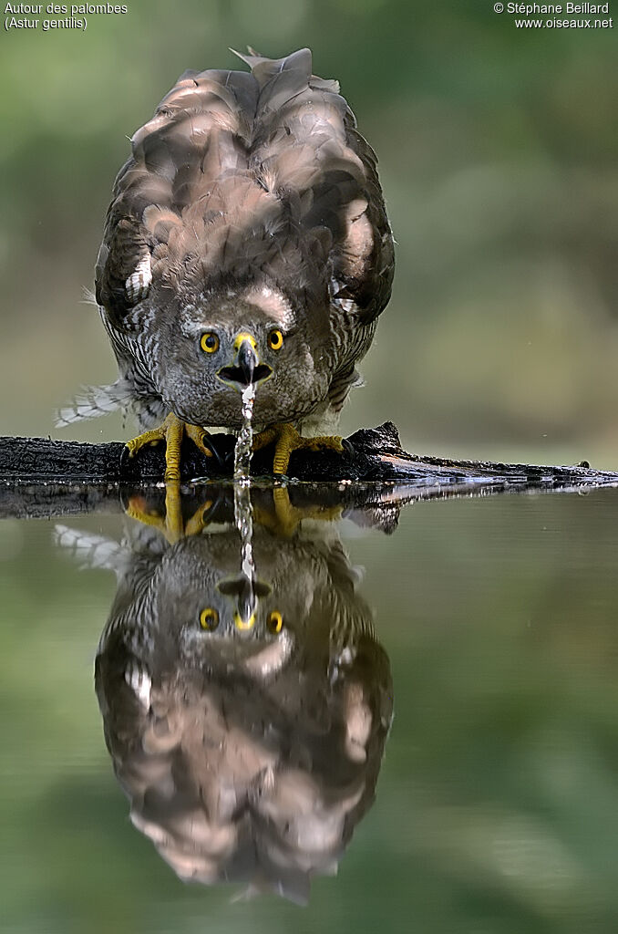 Northern Goshawk female adult