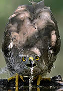 Eurasian Goshawk