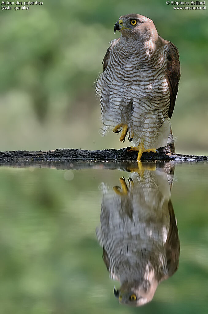 Northern Goshawk female adult