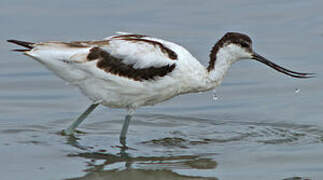 Avocette élégante