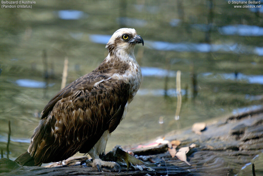 Balbuzard d'Australie, mange