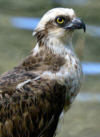 Balbuzard d'Australie