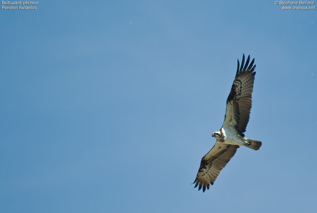 Western Ospreyadult