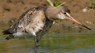 Black-tailed Godwit