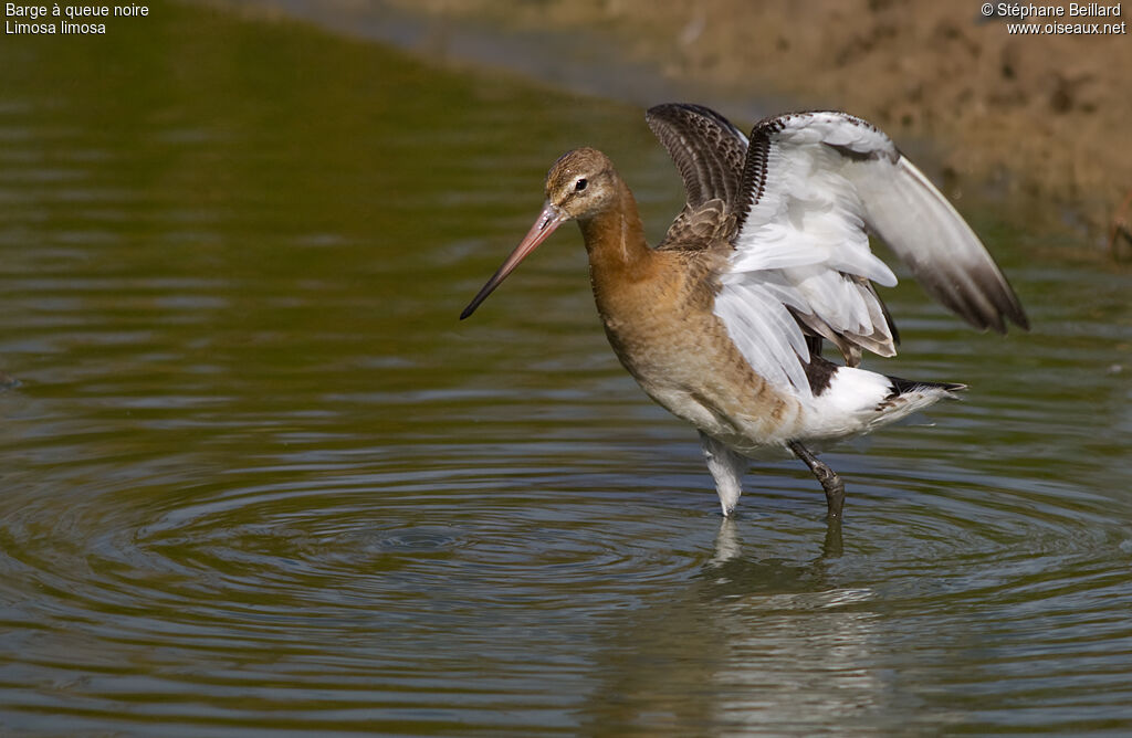 Black-tailed Godwit