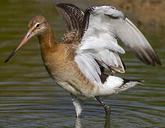 Black-tailed Godwit