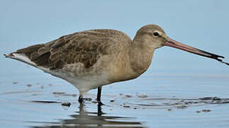 Black-tailed Godwit