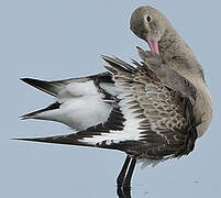 Black-tailed Godwit