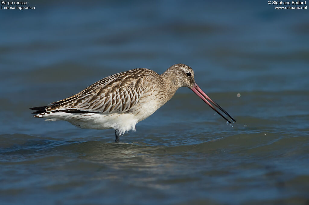 Bar-tailed Godwit