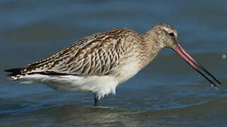 Bar-tailed Godwit