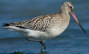 Bar-tailed Godwit