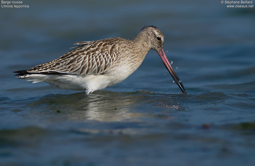 Bar-tailed Godwit