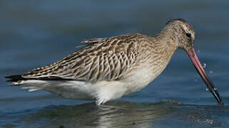 Bar-tailed Godwit