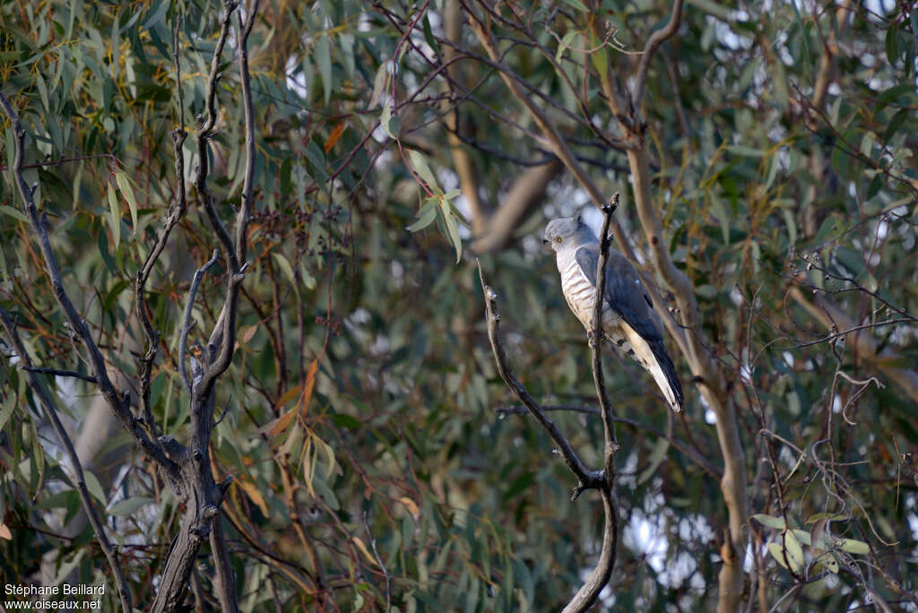 Baza huppéadulte, identification