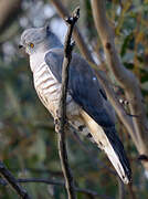 Pacific Baza