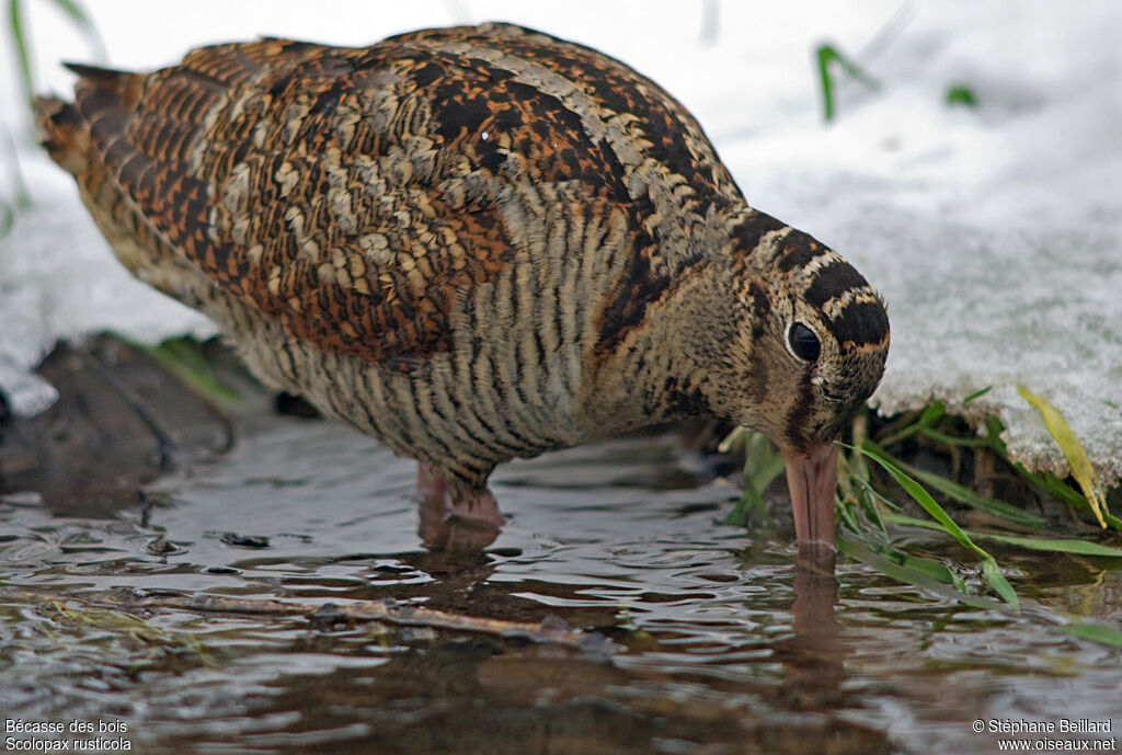 Eurasian Woodcock