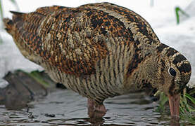 Eurasian Woodcock