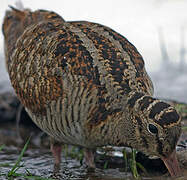 Eurasian Woodcock