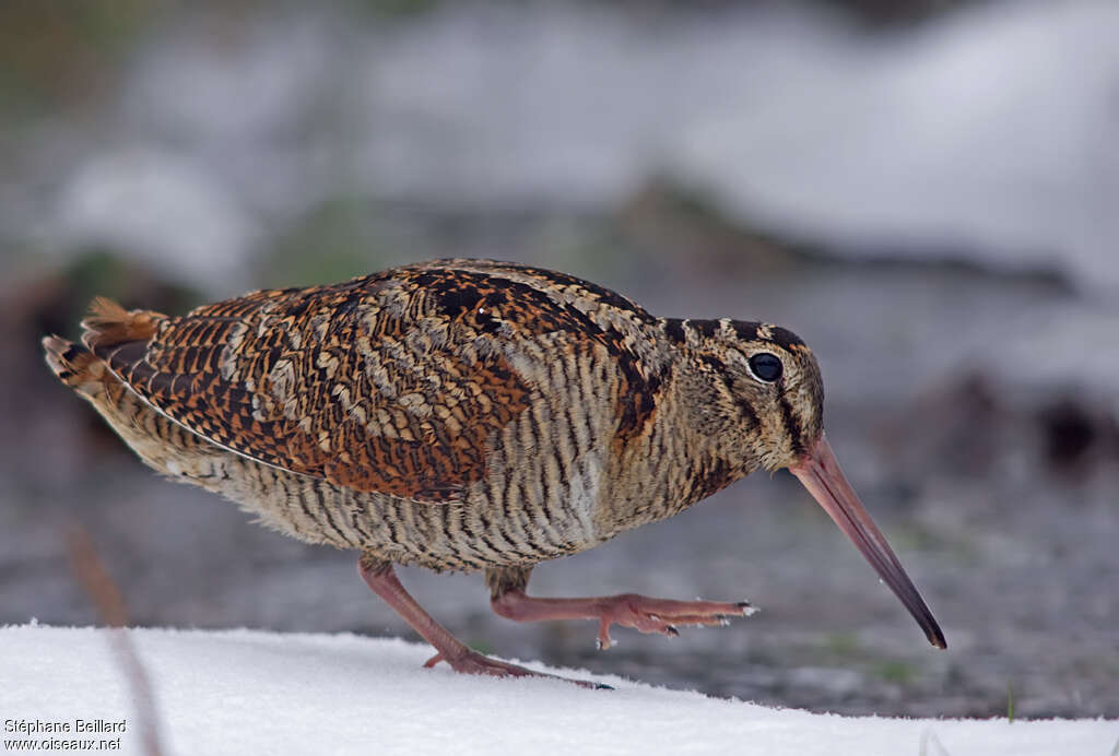 Eurasian Woodcock, identification