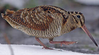 Eurasian Woodcock