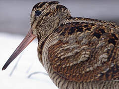 Eurasian Woodcock