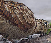 Eurasian Woodcock