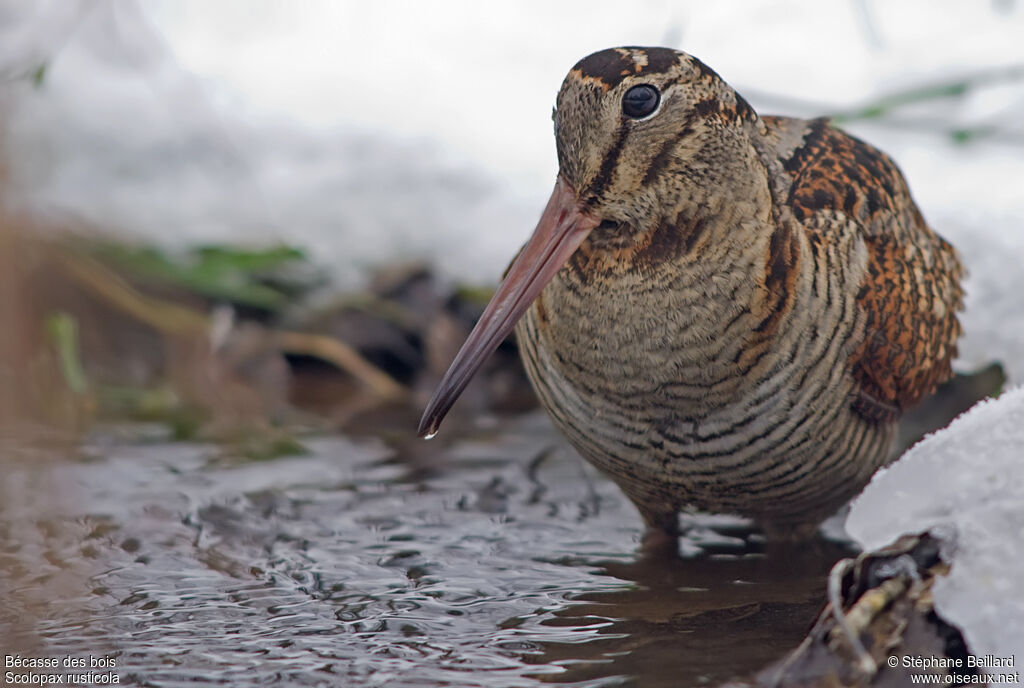 Eurasian Woodcock