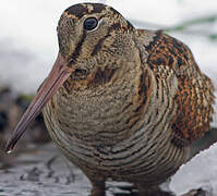 Eurasian Woodcock