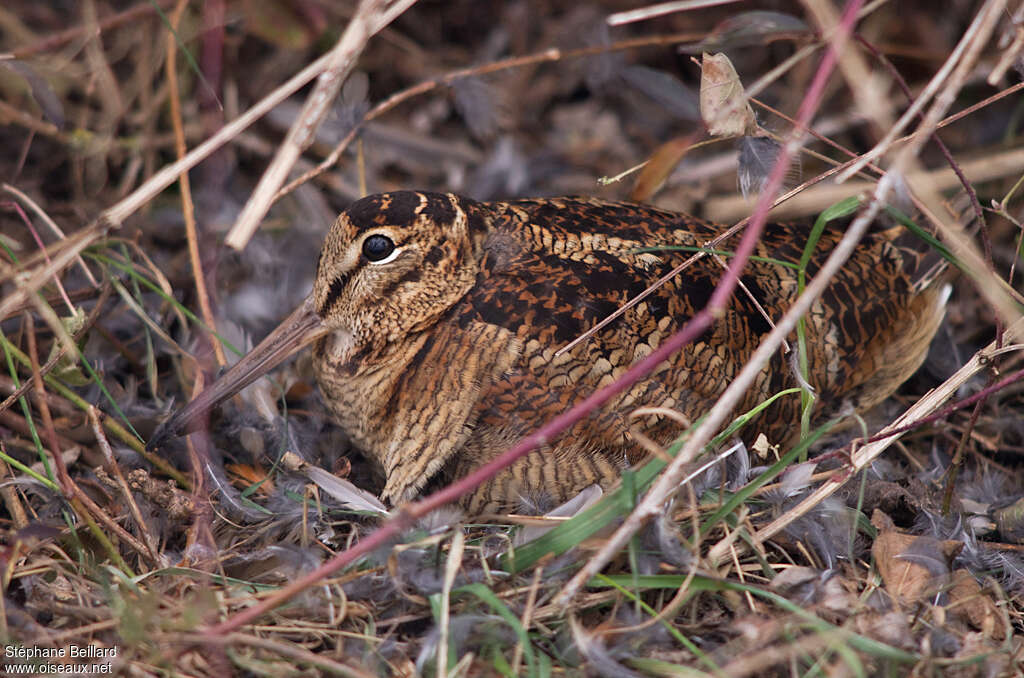 Eurasian Woodcockadult, camouflage