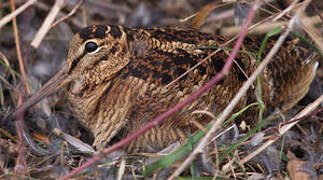 Eurasian Woodcock