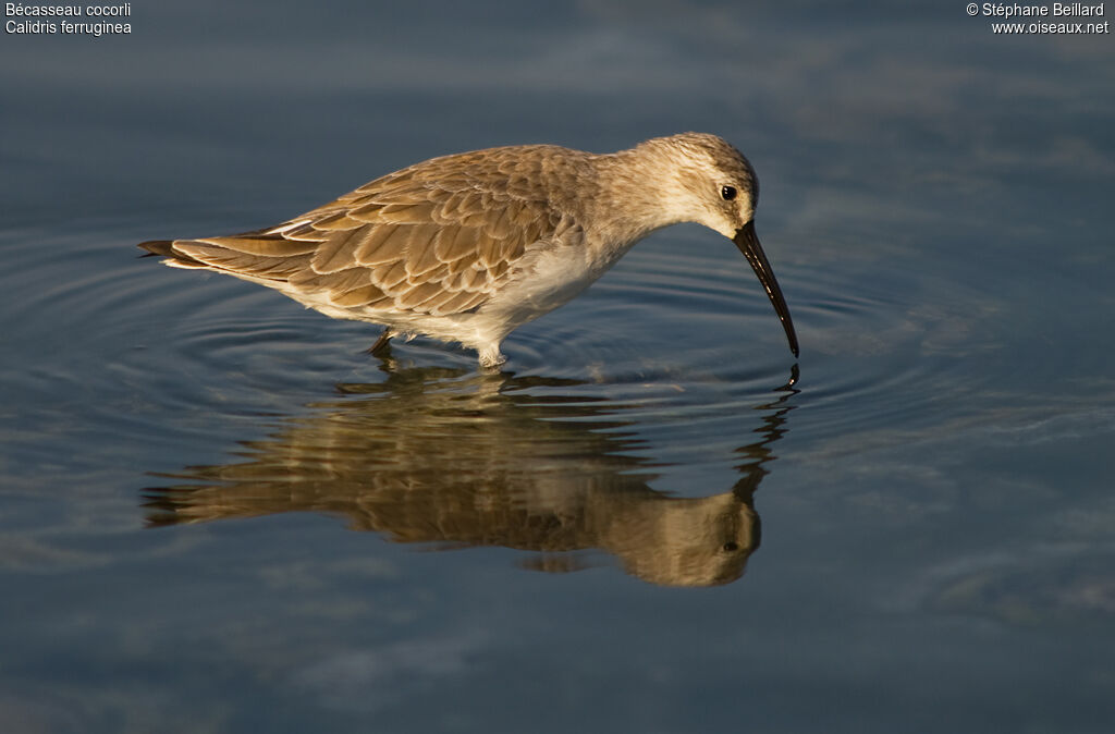 Curlew Sandpiper