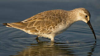 Curlew Sandpiper