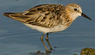 Little Stint