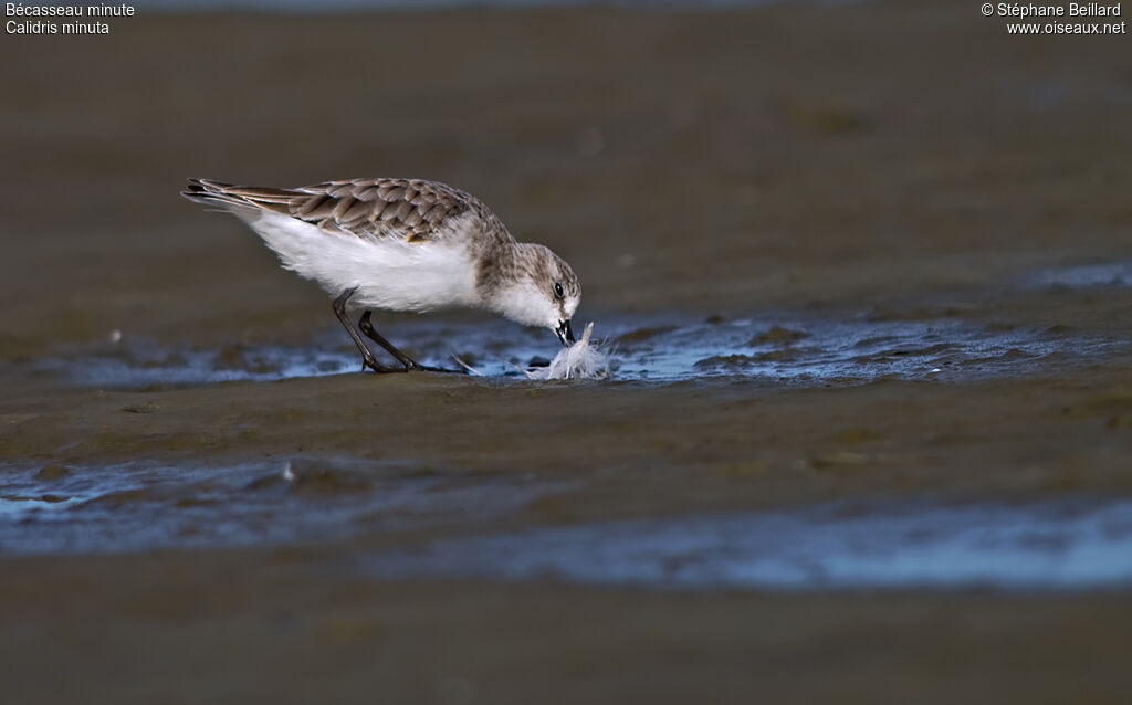 Little Stint