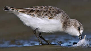 Little Stint