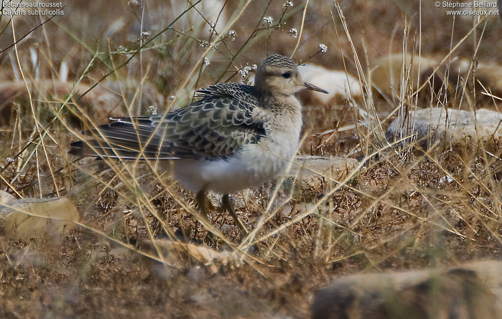 Buff-breasted Sandpiper