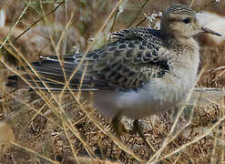 Buff-breasted Sandpiper