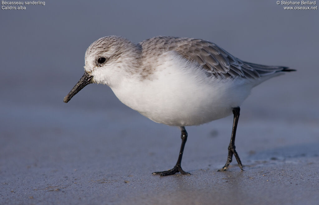 Sanderling