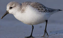 Bécasseau sanderling