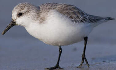 Bécasseau sanderling