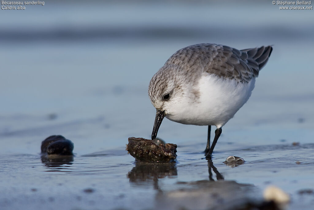 Bécasseau sanderling