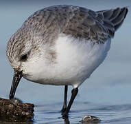 Bécasseau sanderling