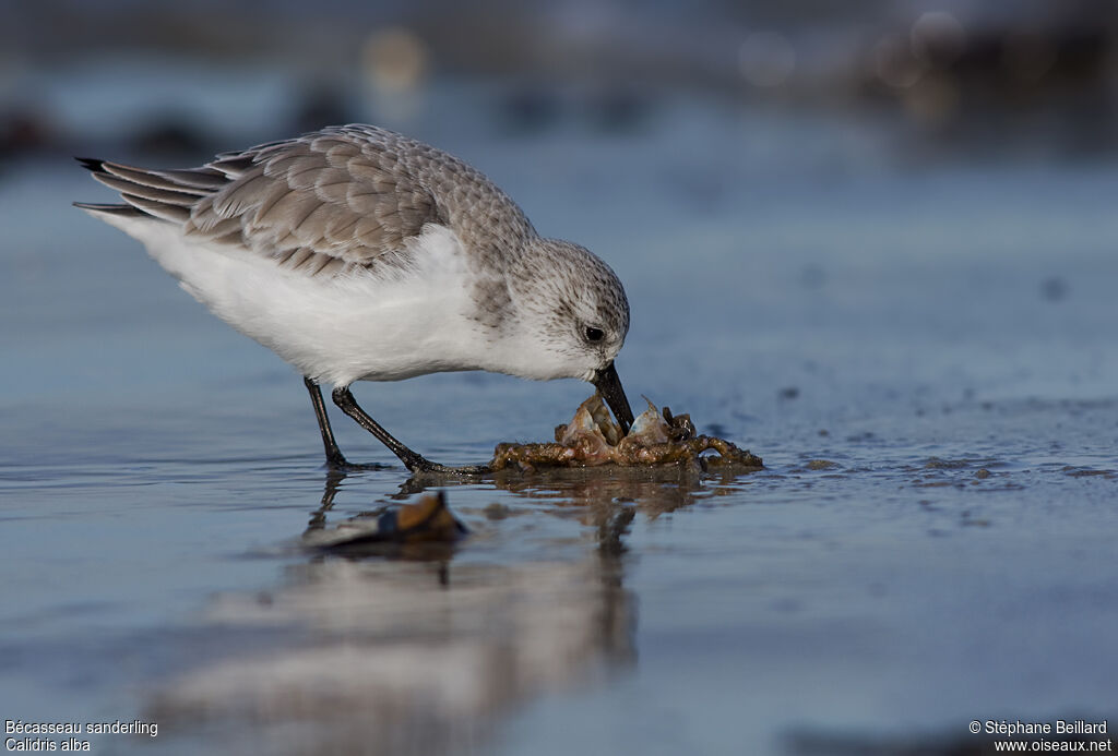 Bécasseau sanderling